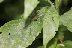 Leiobunum politum