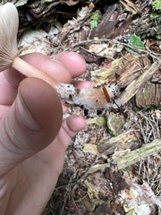 Rhodocollybia