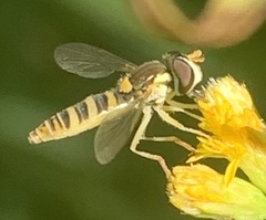 Sphaerophoria contigua