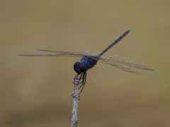 Trithemis