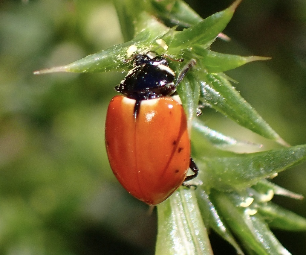Five-spotted Lady Beetle