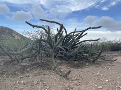 Stenocereus gummosus