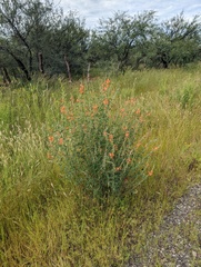Sphaeralcea fendleri