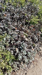 Eriogonum latifolium