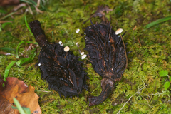 Strobilurus conigenoides