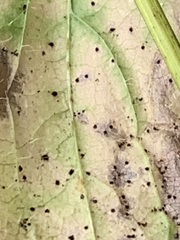Puccinia lapsanae