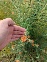 Sphaeralcea fendleri