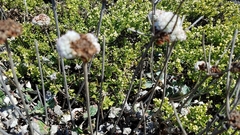 Eriogonum latifolium
