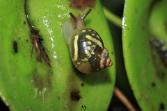 Simpulopsis