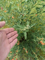 Sphaeralcea fendleri