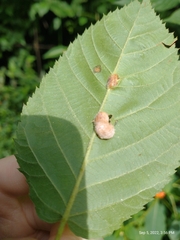 Neolasioptera farinosa