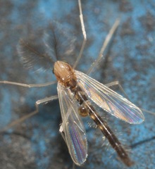 Chironomidae