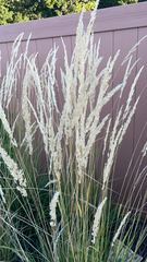 Calamagrostis epigejos