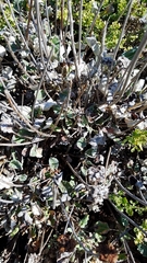 Eriogonum latifolium