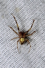 Araneus thaddeus