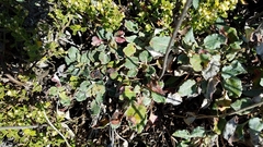 Eriogonum latifolium