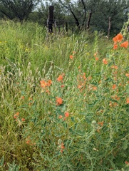 Sphaeralcea fendleri