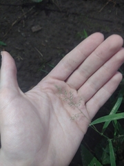 Poa compressa