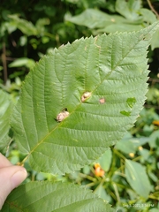 Neolasioptera farinosa