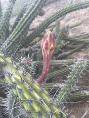 Stenocereus gummosus