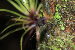 Sclerosomatidae