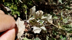 Eriogonum latifolium