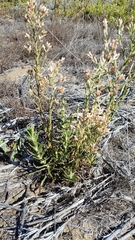 Pseudognaphalium ramosissimum