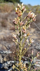 Pseudognaphalium ramosissimum