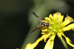 Parancistrocerus perennis