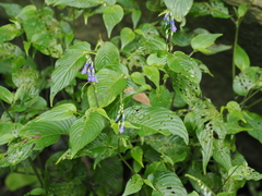 Rhynchoglossum obliquum