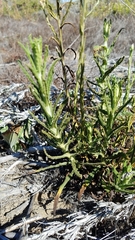Pseudognaphalium ramosissimum