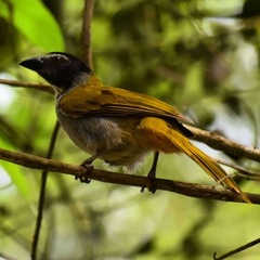 Saltator atriceps