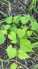 Ampelopsis cordata
