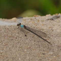 Argia apicalis