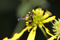 Parancistrocerus perennis