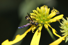 Parancistrocerus perennis