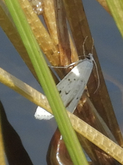 Parapoynx allionealis