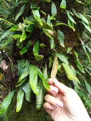 Pleopeltis macrocarpa