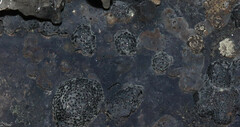 Hypoxylaceae