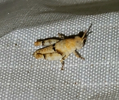 Cibolacris parviceps