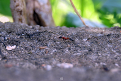 Pseudomyrmex