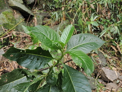 Trichodesma calycosum