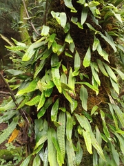 Pleopeltis macrocarpa