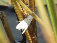 Parapoynx allionealis