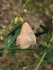 Satyrium edwardsii