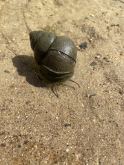 Cipangopaludina chinensis