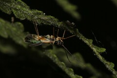 Cyllecoris histrionius
