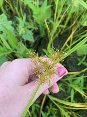 Cyperus iria
