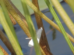 Parapoynx allionealis