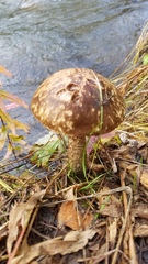 Leccinum scabrum